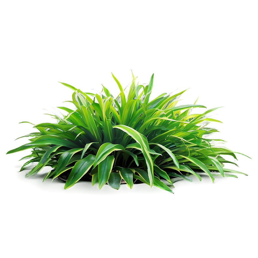 Lush Greenery Grass Png 22