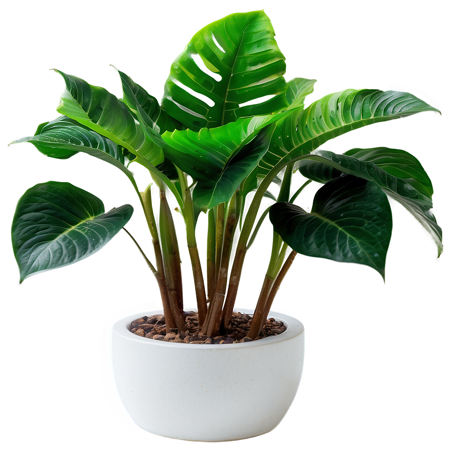 Lush Indoor Plant Png 06262024