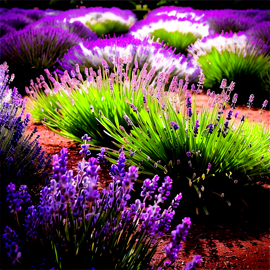 Lush Lavender Garden Png 40