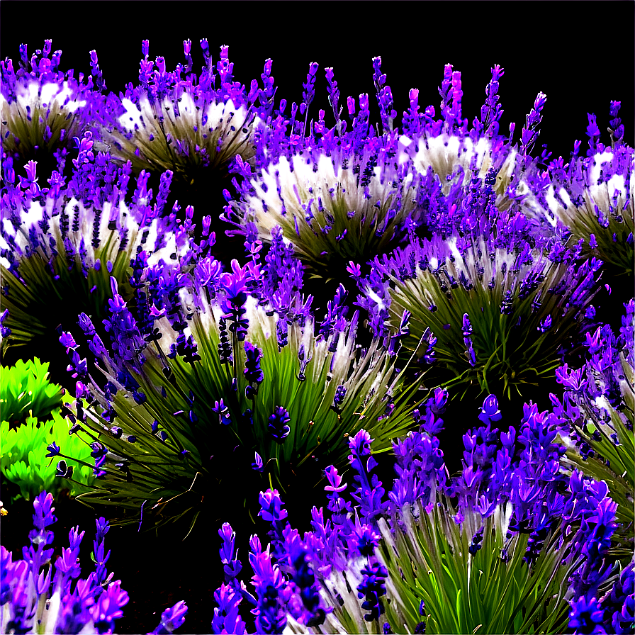 Lush Lavender Garden Png Lvo