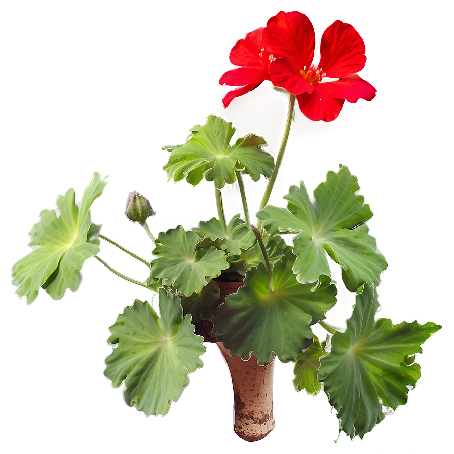 Lush Red Geraniums Png Vhv49