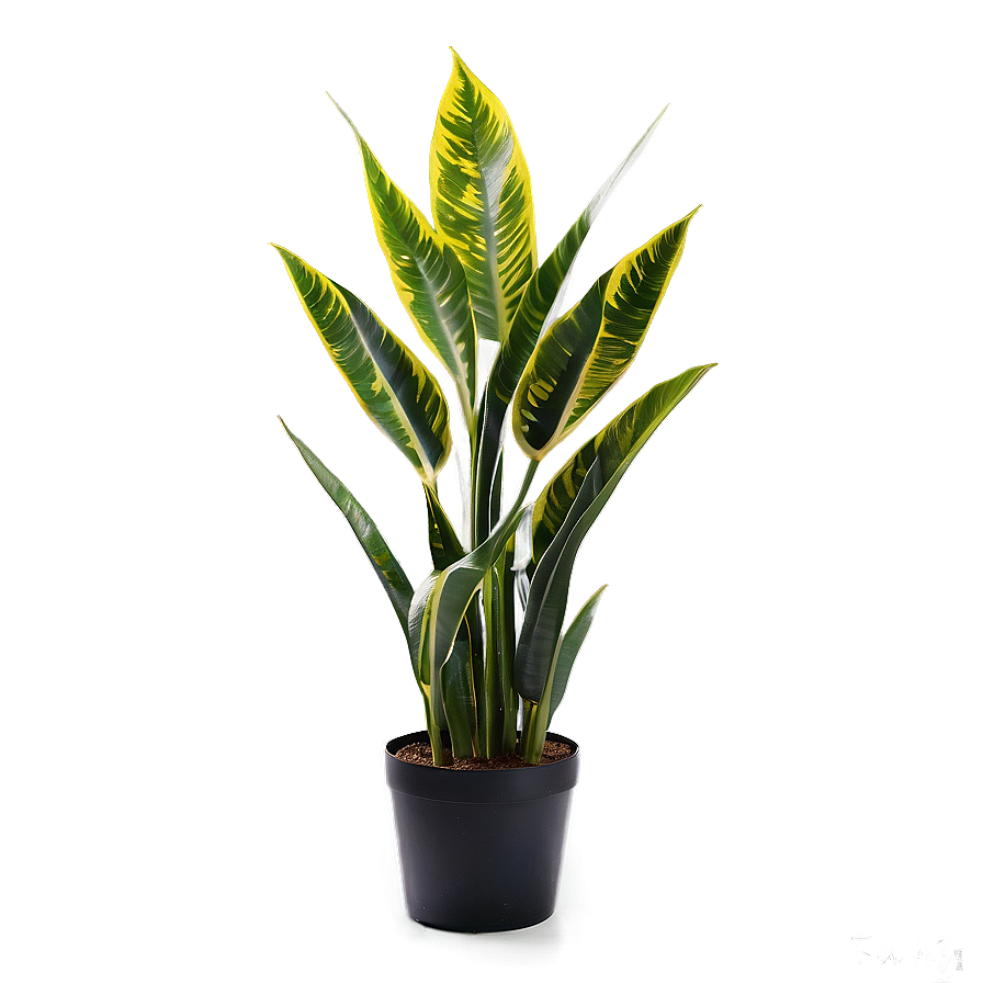 Lush Snake Plant Png Icl