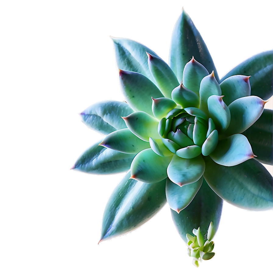 Lush Succulent Png 84