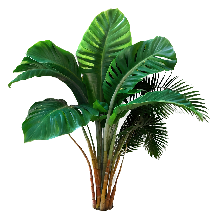 Lush Tropical Plant Png 06272024