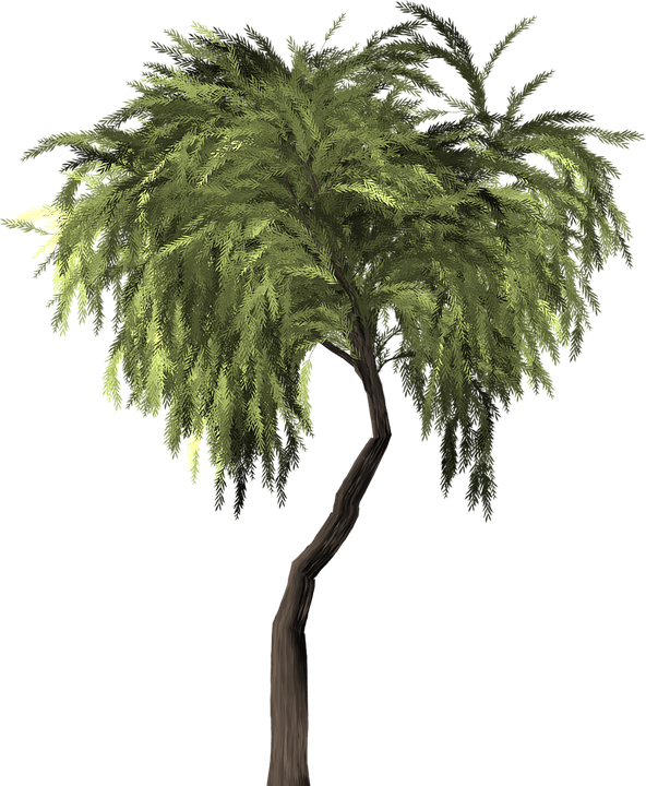 Lush_ Tropical_ Tree_ Isolated.png