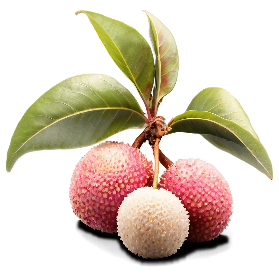 Lychee Seed Png Mvl