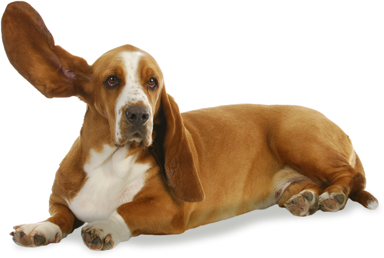 Lying Basset Houndwith Floppy Ears