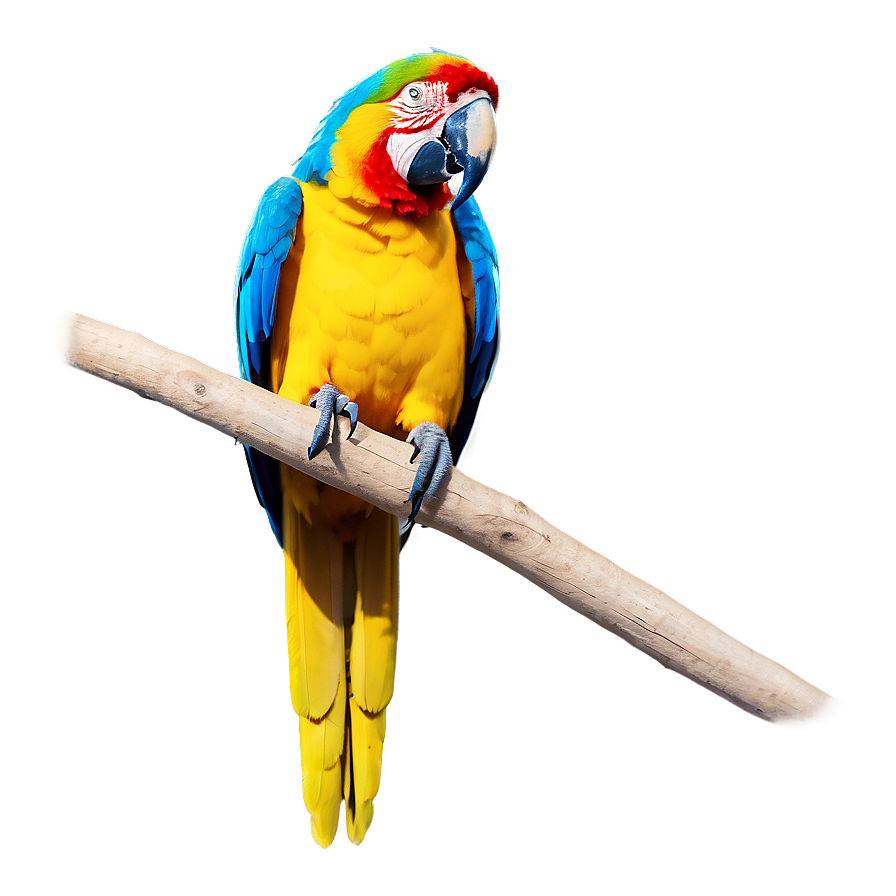 Macaw Parrot Bird Png Xep36