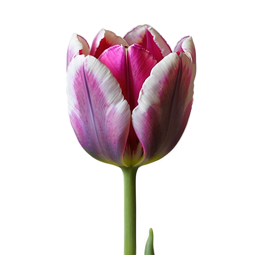 Macro Tulips Detail Png 05242024
