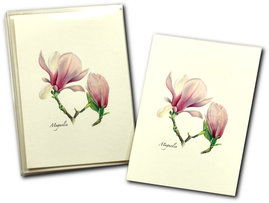Magnolia Flower Illustration Notebooks