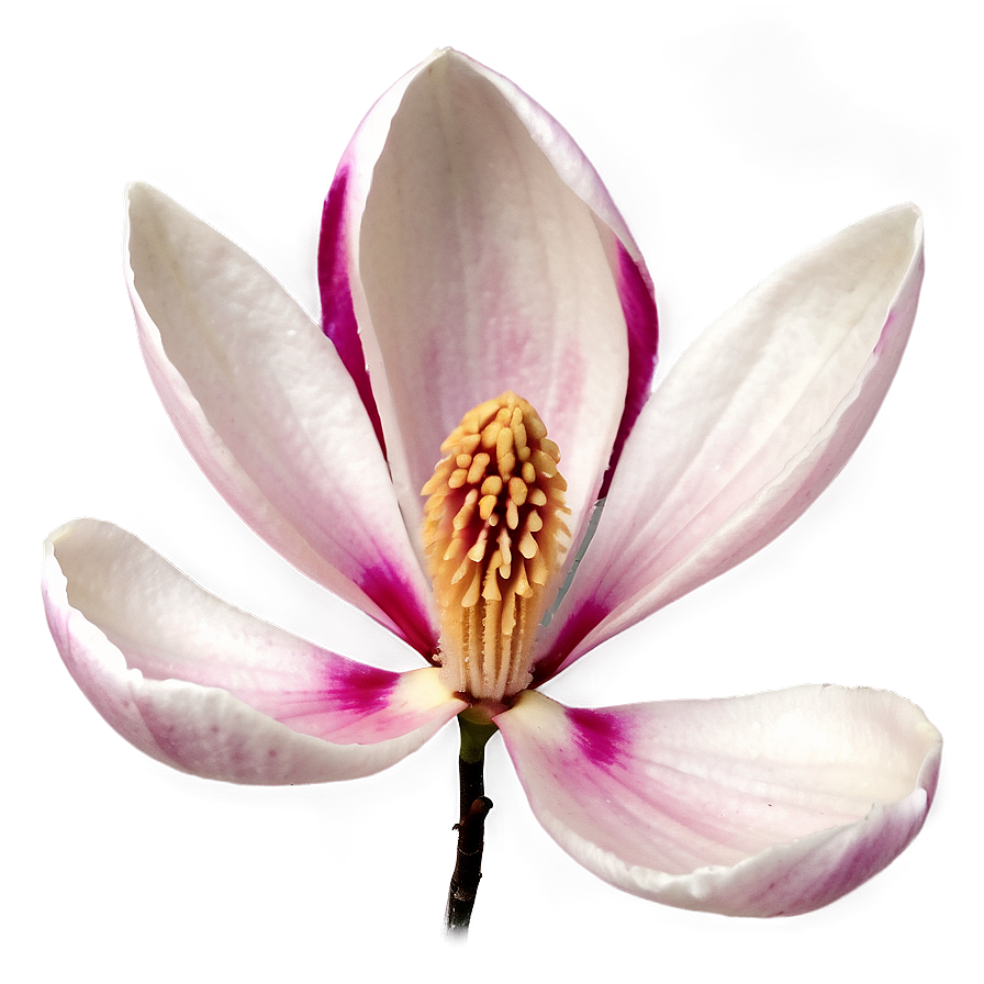 Magnolia Flower Petals Png 58