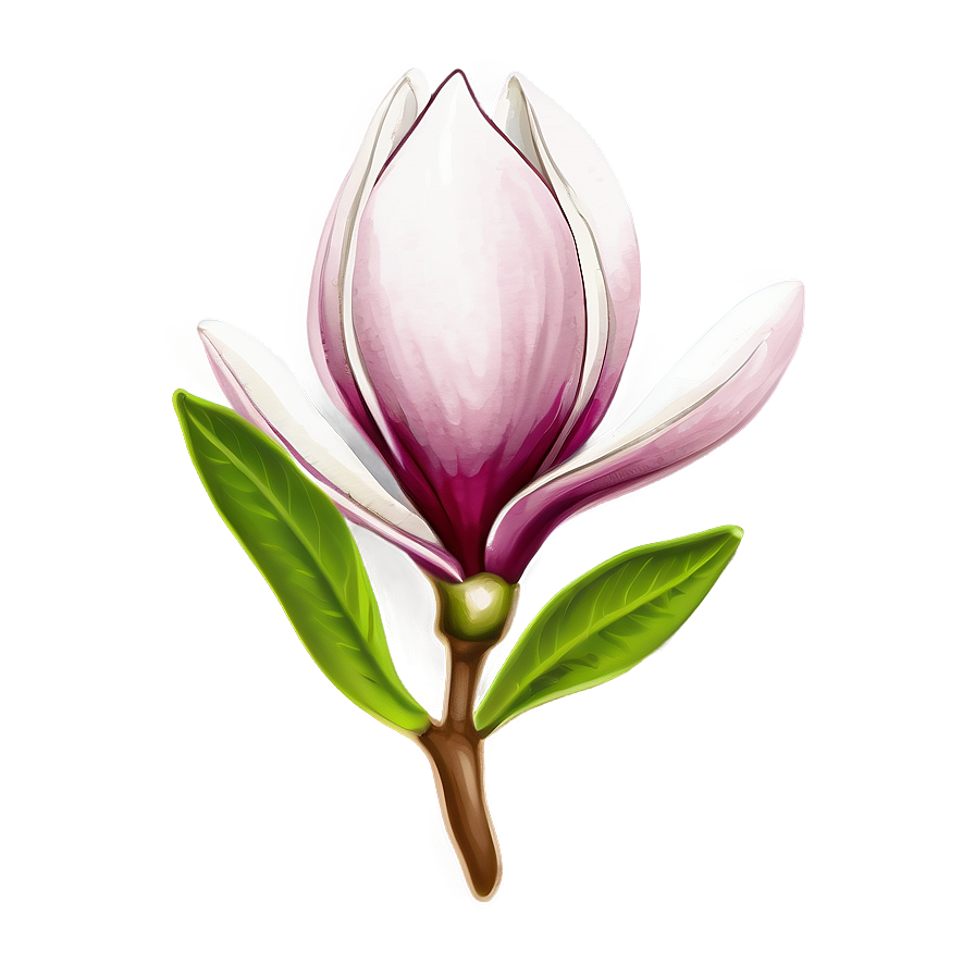 Magnolia Flower Sketch Png Vso48