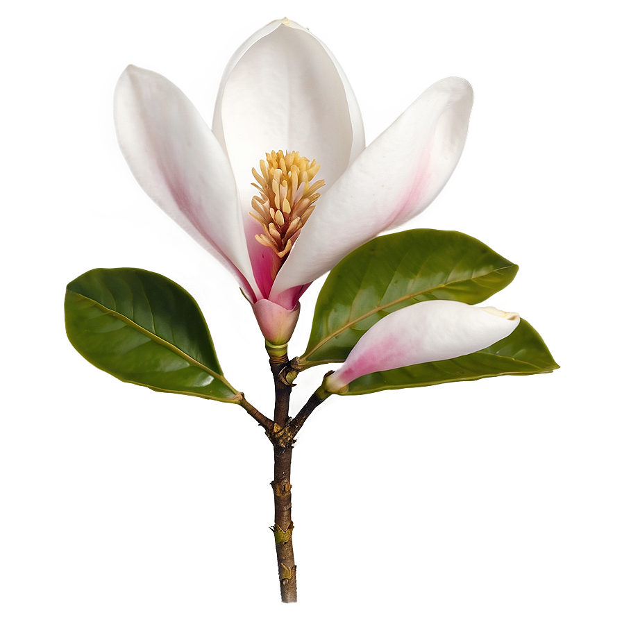 Magnolia Flower Transparent Png Mcr10