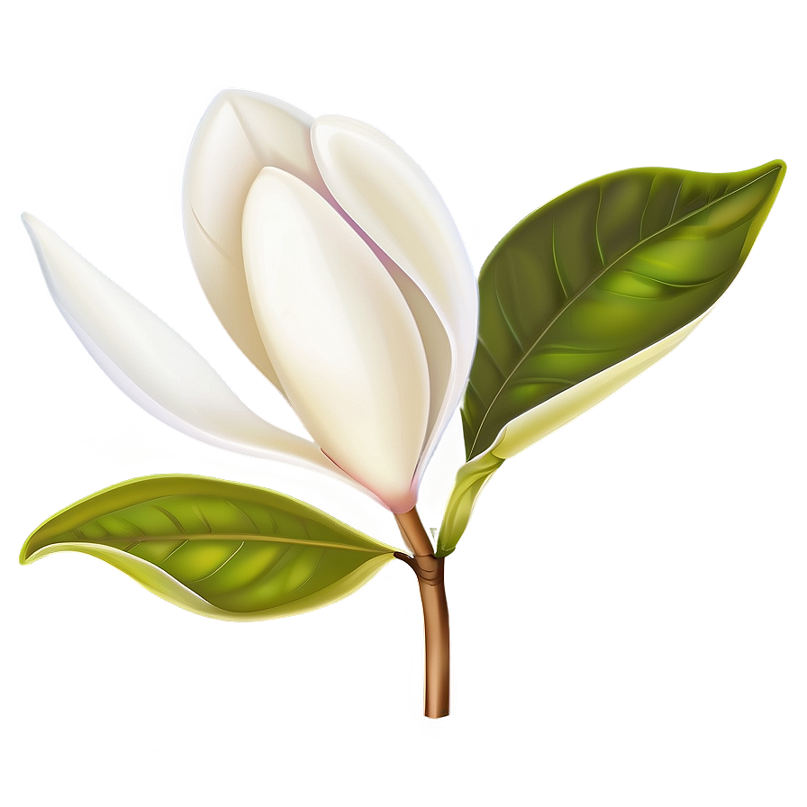 Magnolia Flower Vector Png Vmg