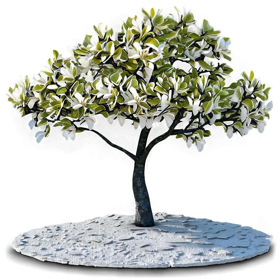 Magnolia Tree Canopy Shade Png 87