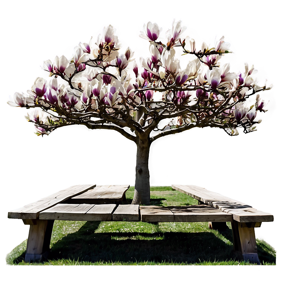 Magnolia Tree With Bench Underneath Png 06212024