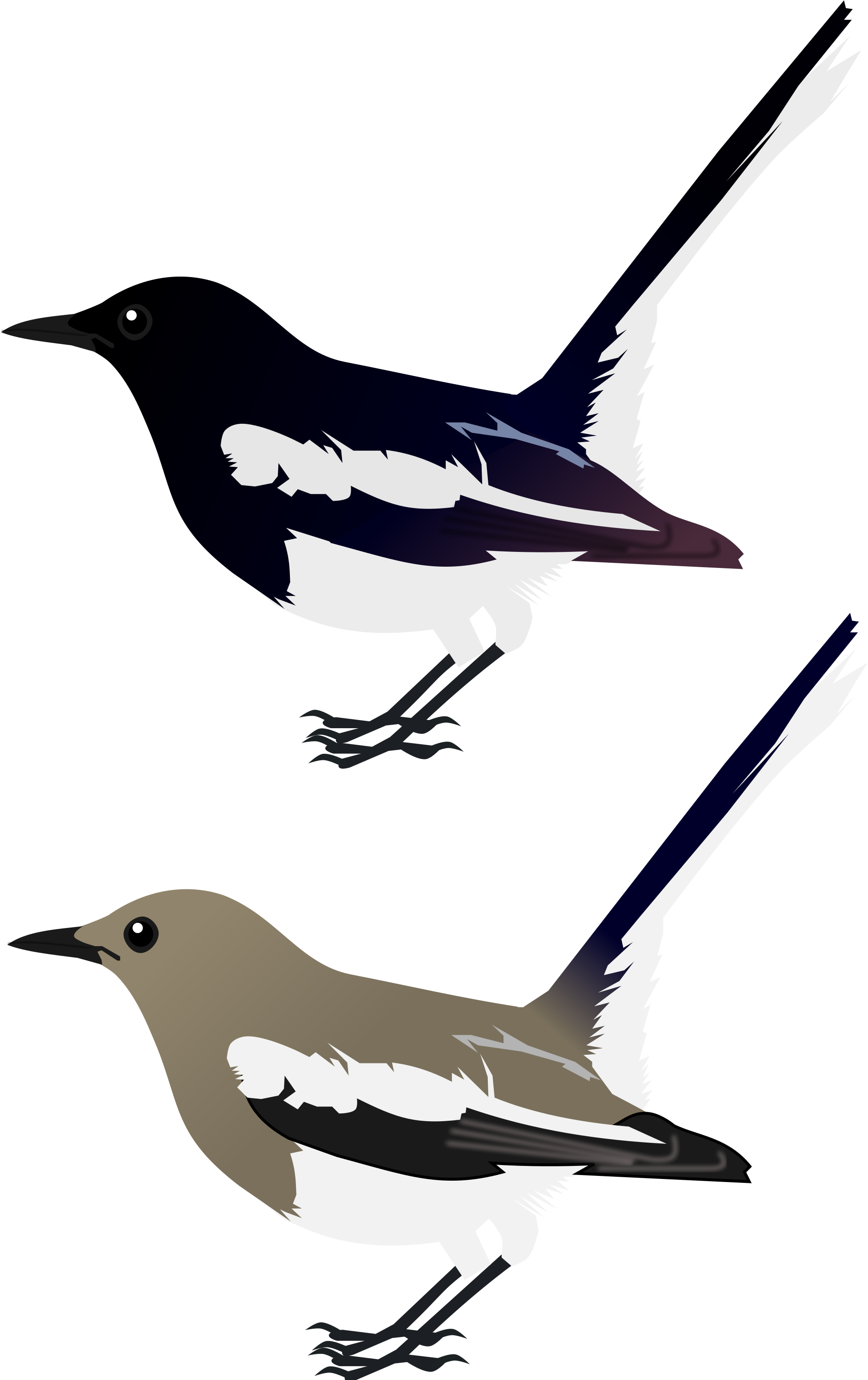 Magpie Robin Illustration