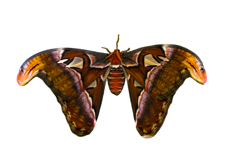 Majestic Atlas Moth Spread Wings