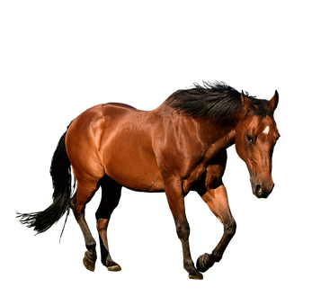 Majestic Bay Horse Black Background