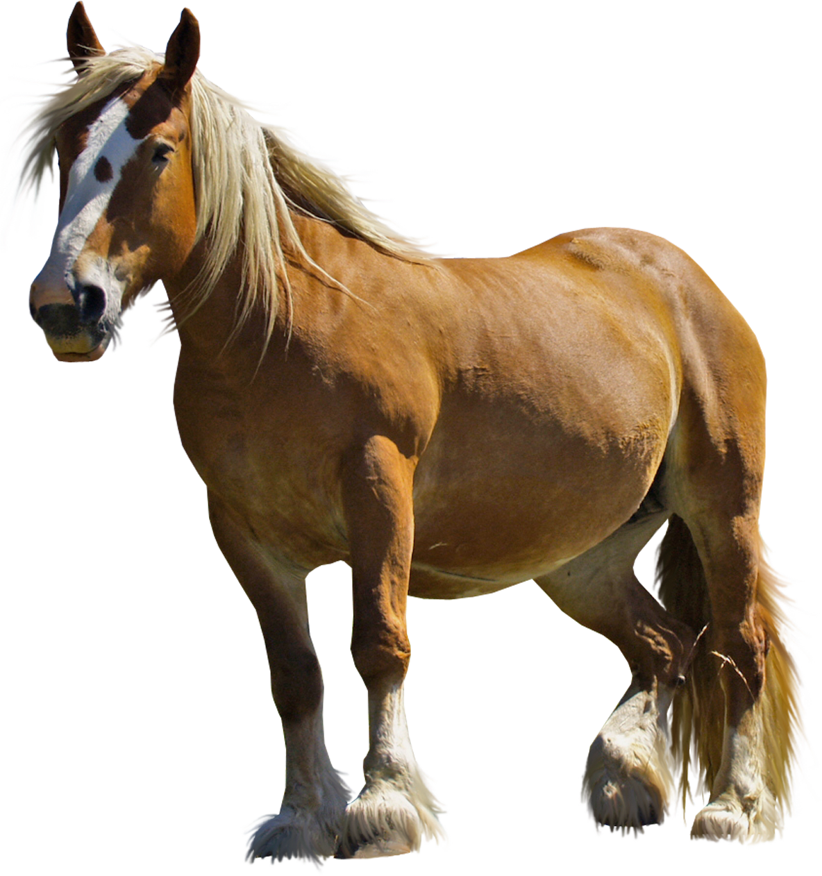 Majestic Belgian Draft Horse