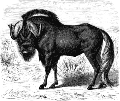 Majestic Bison Illustration