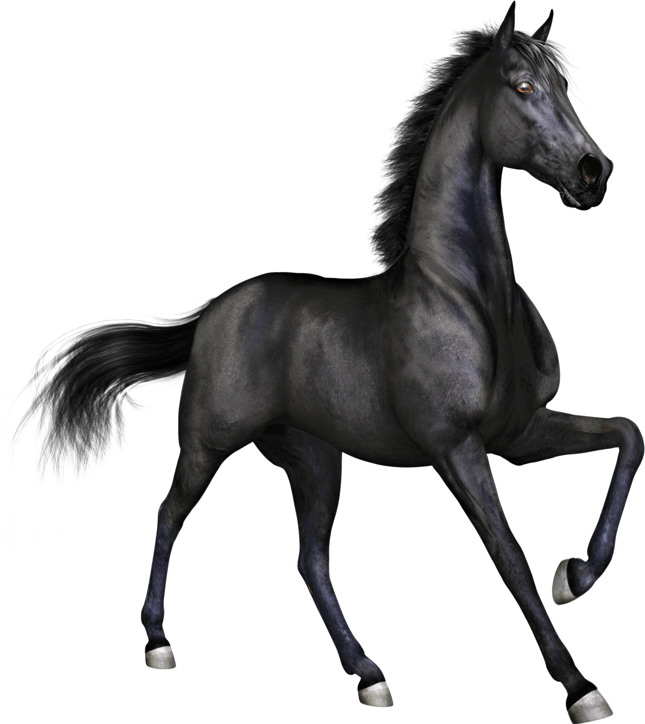 Majestic Black Horse Galloping