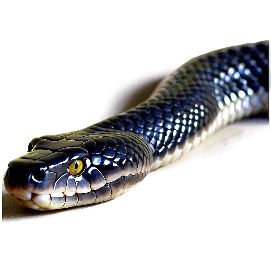 Majestic Black Snake Png Oha38