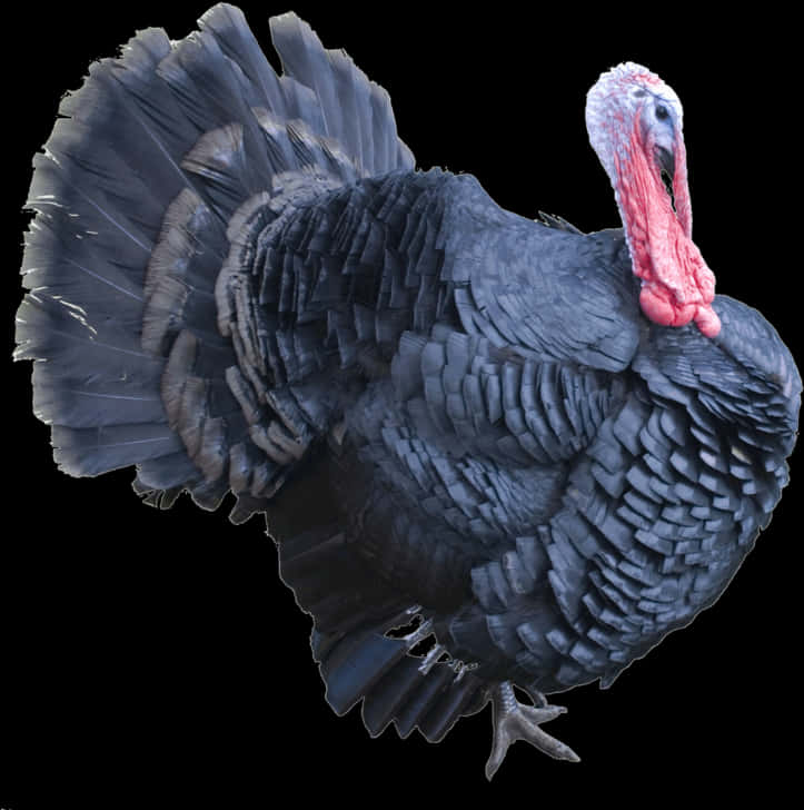 Majestic Black Turkey Display