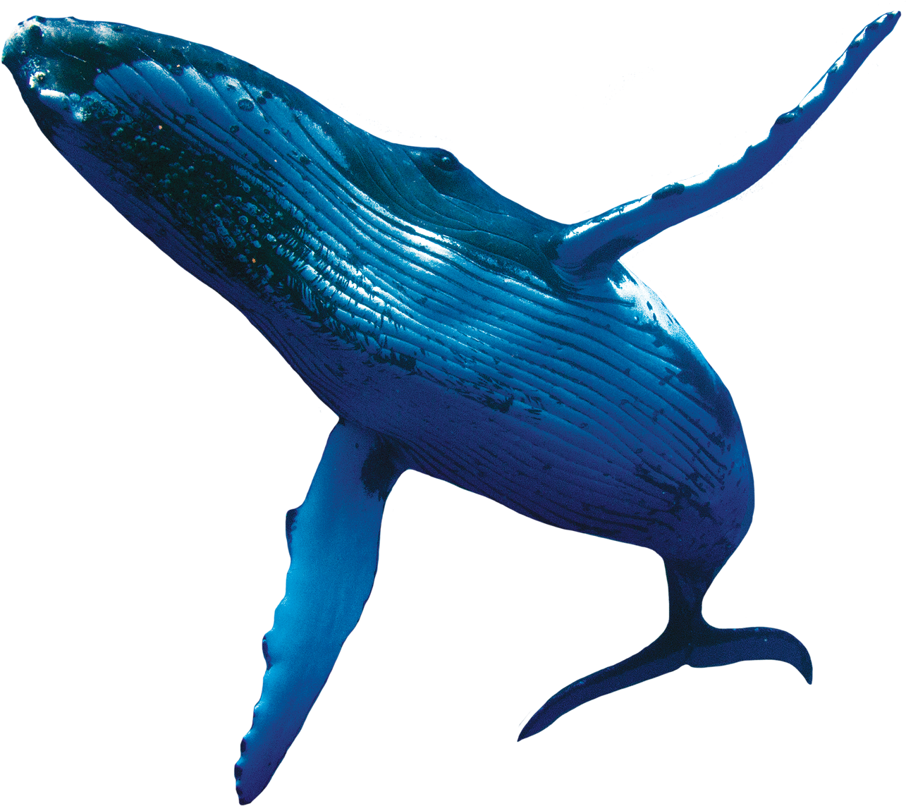 Majestic Blue Whale Breaching