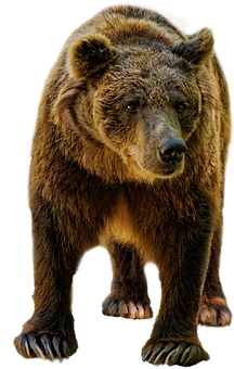 Majestic_ Brown_ Bear_ Black_ Background.jpg