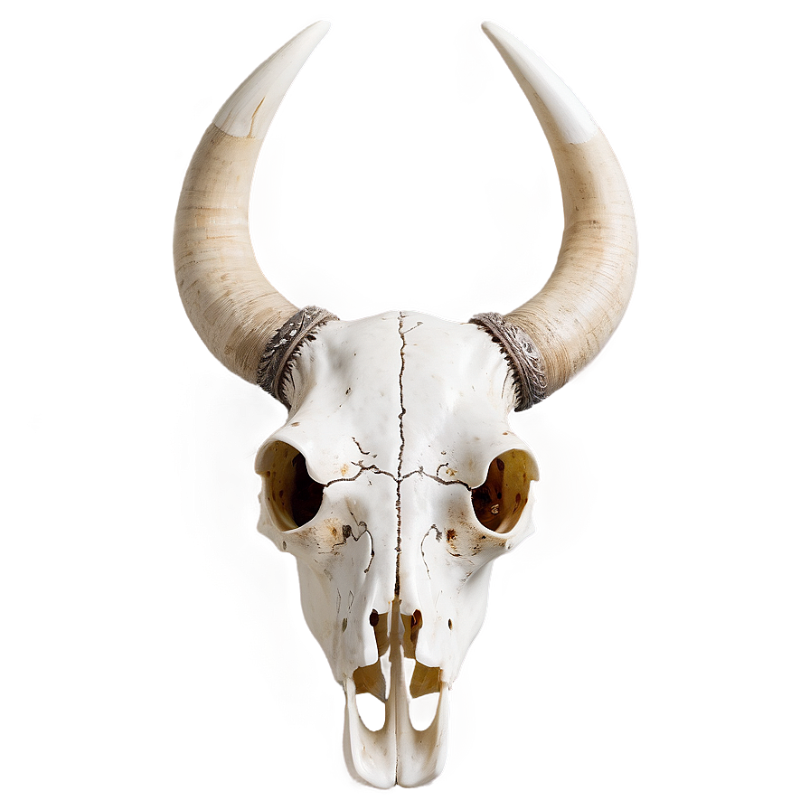 Majestic Cow Skull Png 57