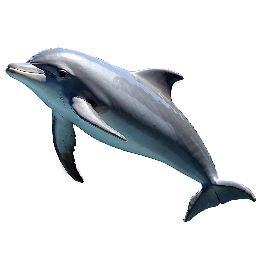 Majestic Dolphin Png 51