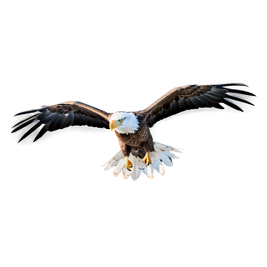 Majestic Eagle Flight Png 93