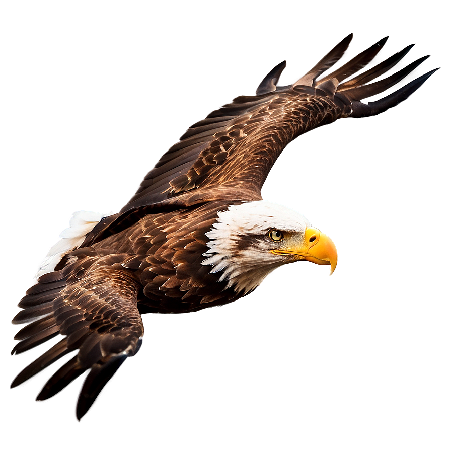 Majestic Eagle Flight Png Mql71