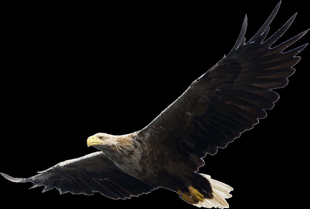 Majestic Eaglein Flight