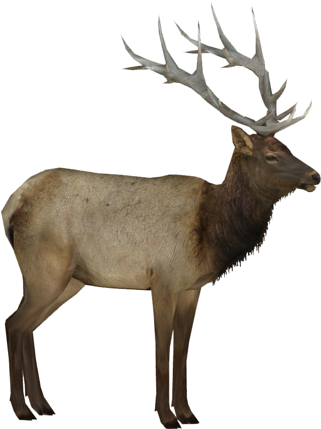 Majestic Elk Standing Profile