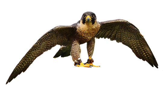 Majestic Falcon In Flight