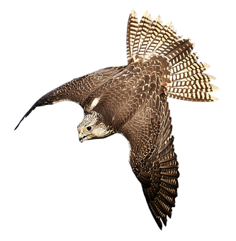 Majestic Falcon In Flight