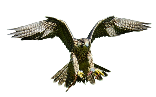 Majestic Falcon In Flight