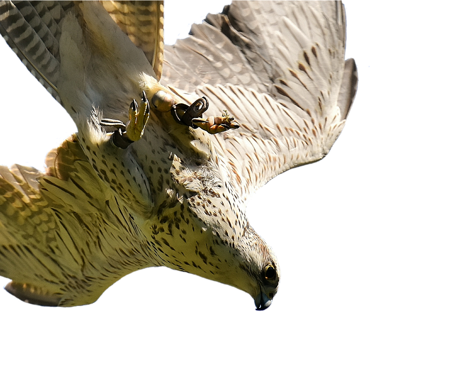 Majestic Falcon In Flight.png