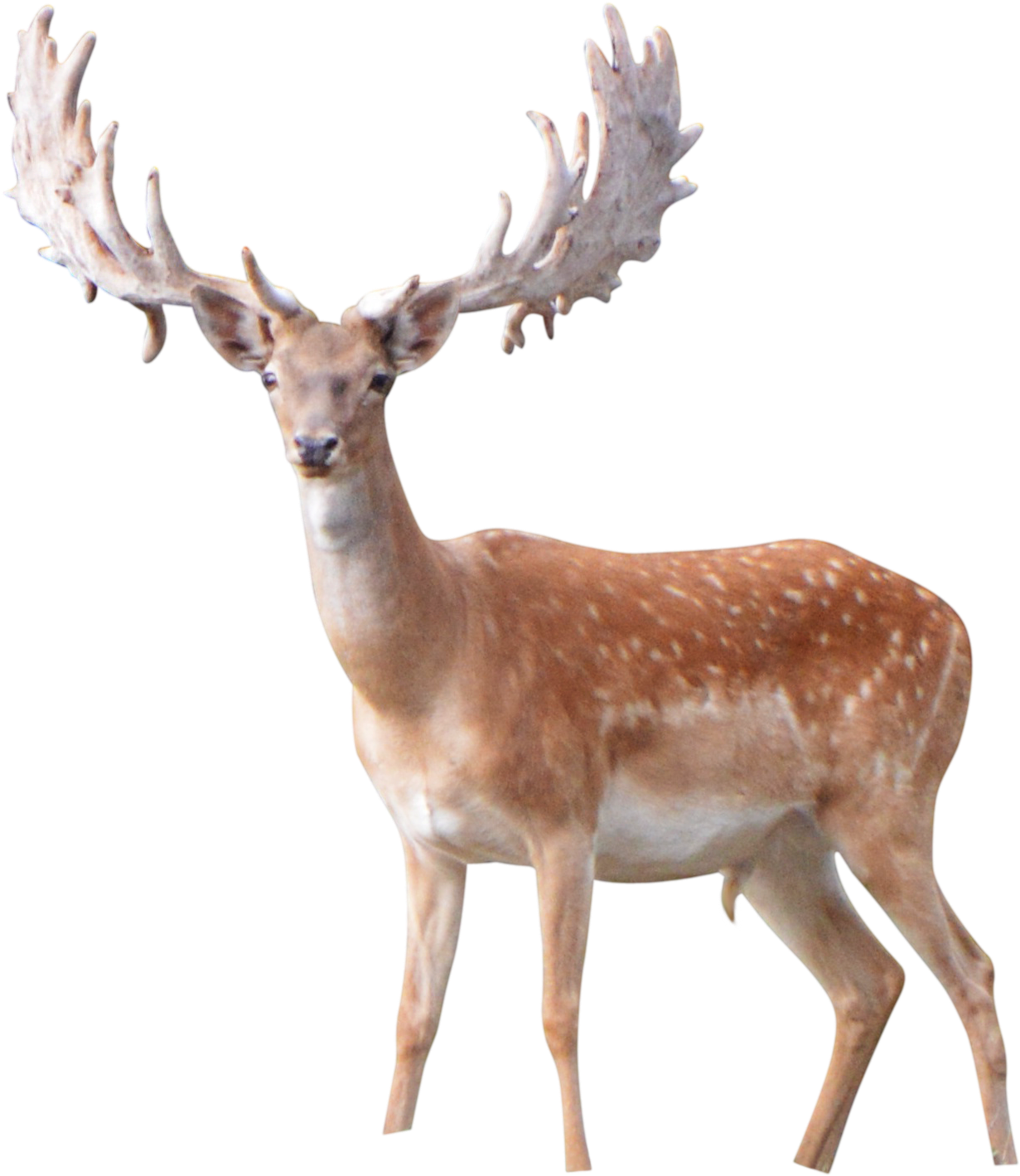 Majestic Fallow Deerwith Antlers