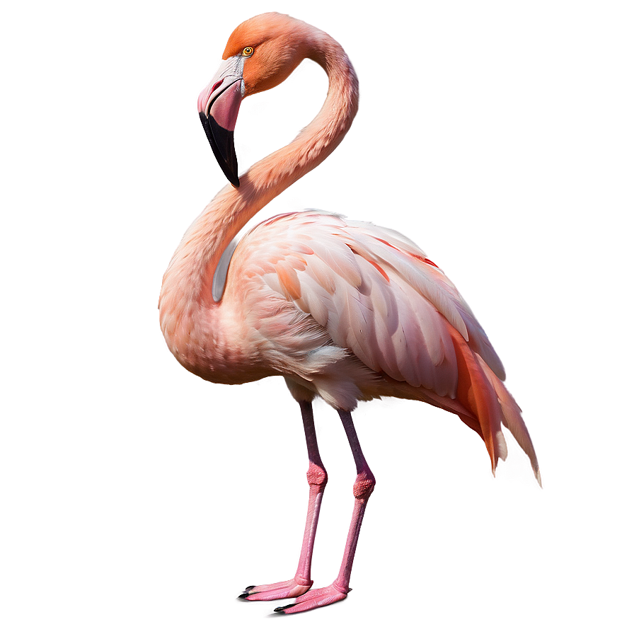 Majestic Flamingo Standing Tall Png Xyg