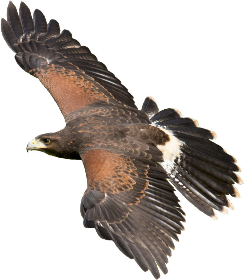 Majestic Hawk In Flight.png