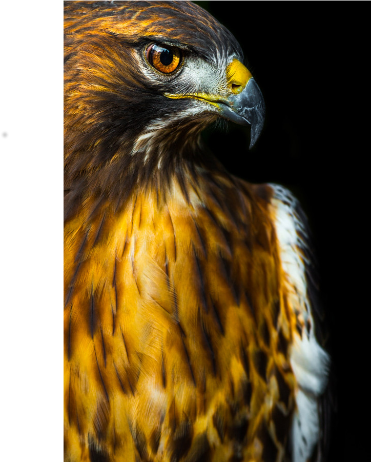 Majestic Hawk Portrait