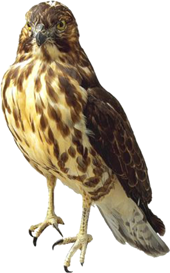 Majestic Hawk Standing