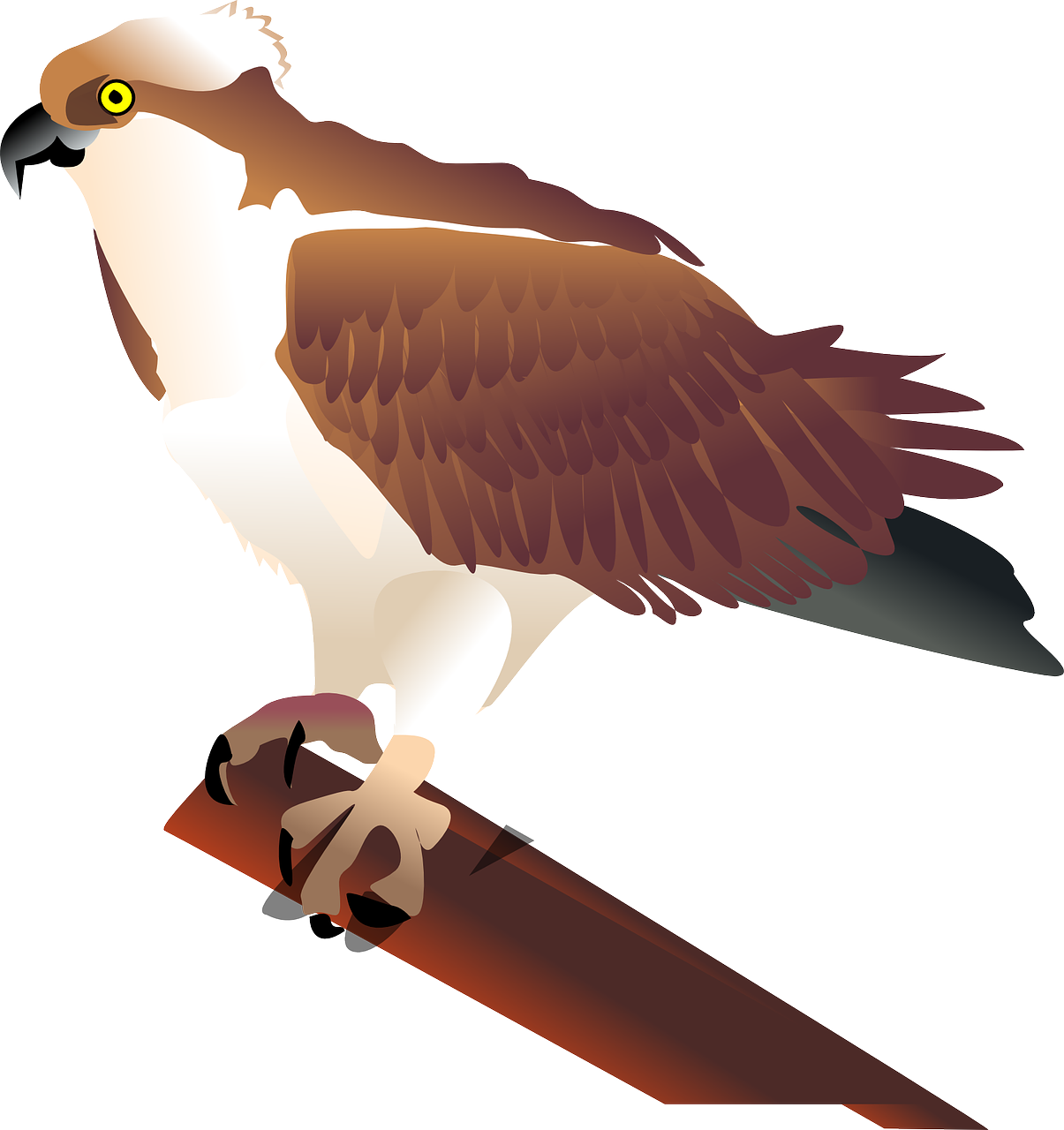 Majestic Hawk Vector Illustration