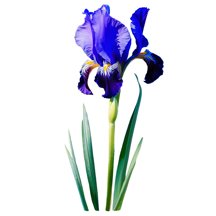 Majestic Iris Spring Png Gdq30