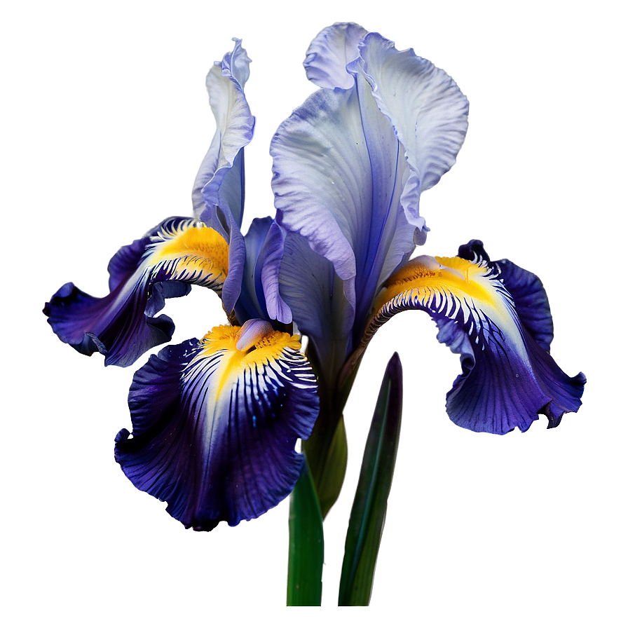 Majestic Iris Spring Png Nqt90