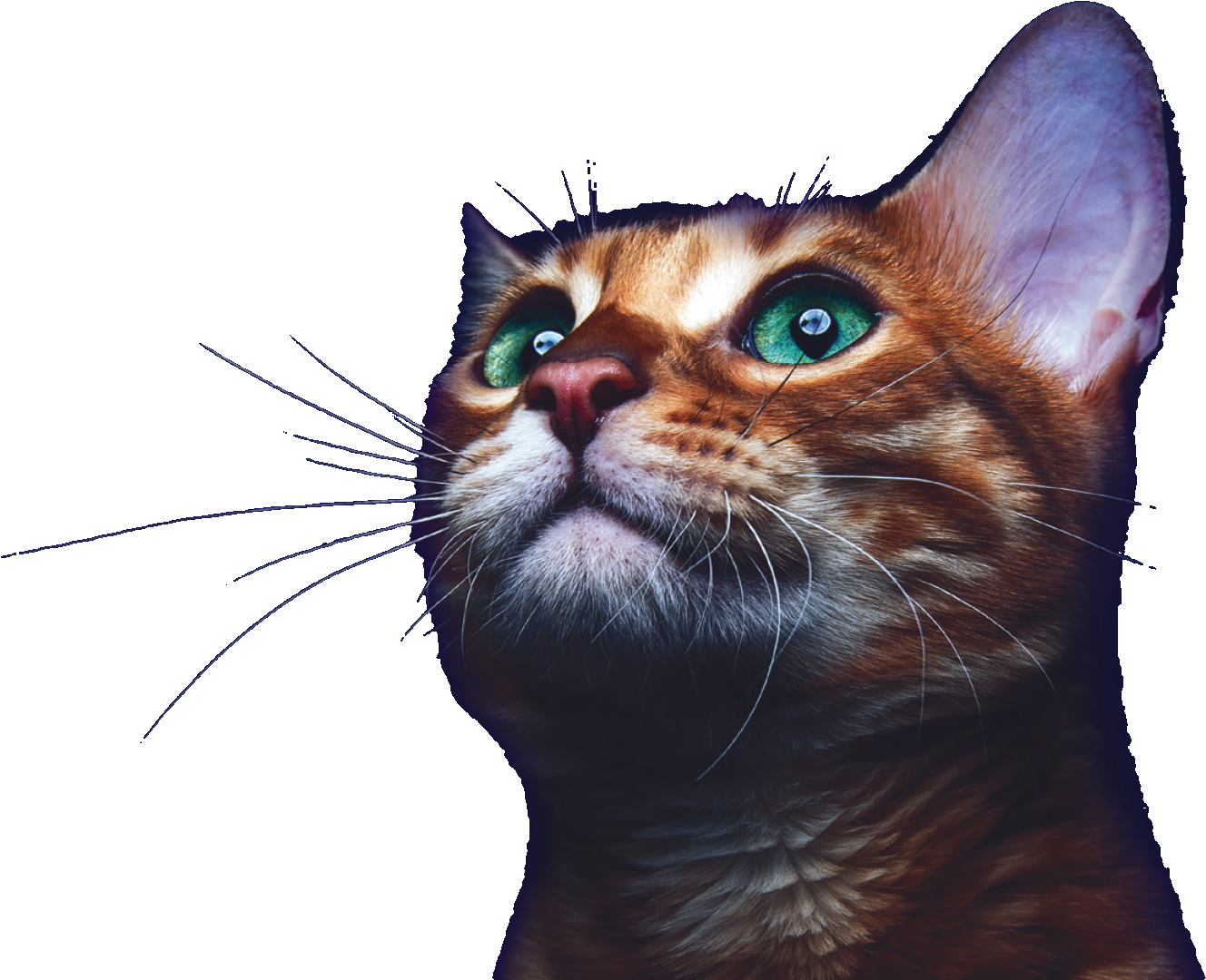 Majestic Kitten Gazing Upward.png