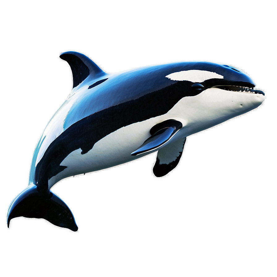 Majestic Leap Orca Whale Png Xxu48